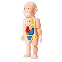 Jucarie educativa model corpul uman, 18 piese, 23 cm